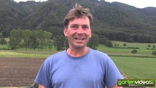 K&K Dahlien - Ein Fruchtwall als Windschutz