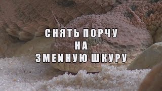 СНЯТЬ ПОРЧУ НА ЗМЕИНУЮ ШКУРУ