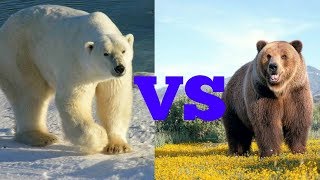 Белый медведь против Гризли. Polar bear against grizzly. Животные. Батл животных.