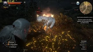 The Witcher 3 Fighting Wolves (Hairworks FPS Drops, Maxed) [GTX 1080, i7 4790k]