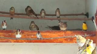Птицы дикие в уличном вольере.-10морза. My little aviary .My birds.