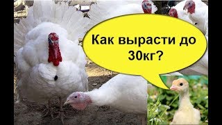 Чем мы кормили индюшат, почему они у нас выросли  до  27 кг
