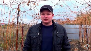 Зачем необходимо укрывать виноград на зиму. Виноград 2016.
