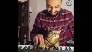 Pianist Cat ☺?