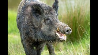 Отлов Кабана в ловушку Hold -A-Hawg | Безопасный гуманный отлов