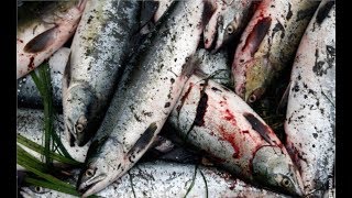 Рыбалка ловля горбуши на спининг