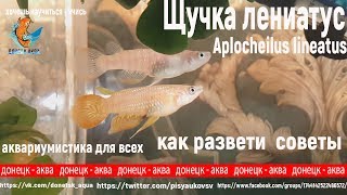щучка лениатус, Aplocheilus lineatus, первая проба развести щучку, условия разведения