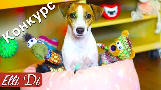 МЯГКИЕ ИГРУШКИ ДЛЯ СОБАК | РОЗЫГРЫШ И НОВЫЙ КОНКУРС | Elli Di Собаки