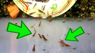 Cherry Shrimp - Marks Shrimp Tanks
