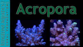 Acropora