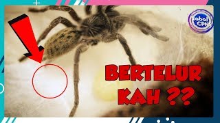 KEREN !! 5 Aksi Hewan Saat Bertelur dan Menetas