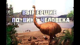 Животные , вымершие по вине человека . Исчезнувшие виды.