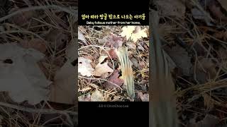 엄마 따라 땅굴 밖으로 나오는 아기들
