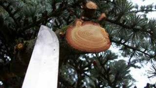 SCG Katana vs a Pine Tree