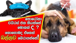 මොකක්ද කොරෝනා වයිරස් එක කියන්නේ? කොහොමද බල්ලව බේරාගන්නේ! | What is Canine Coronavirus? Save Your Dog