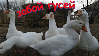 Забой гусей, записки новичков