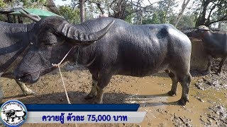 สำรวจราคาควายงาม  ราคาน่าเลี้ยง ไม่แพง ช่วงเปิดเรียน ที่สนามวัว-ควาย จ.ร้อยเอ็ด