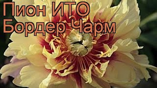 Пион ито Бордер Чарм (paeonia itoh border charm) ? обзор: как сажать, рассада пиона Бордер Чарм