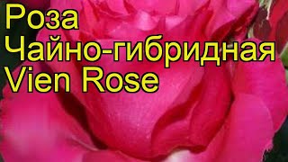 Роза чайно-гибридная Виен Роза. Краткий обзор, описание характеристик, где купить Vien Rose