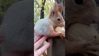 Немного помог белке / Helped the squirrel a little