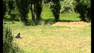 Flora obedience training - Тренировка Обидиенс
