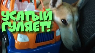 Усатый апельсин отрывается!