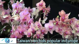 Taiwanese orchids popular in Europe
