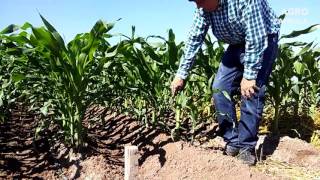 ECOAGRO  AGRO CAPSULA EXPO CERES 2017