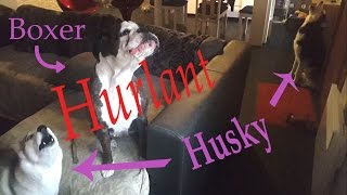 BOXER hurlant avec les HUSKY !!!