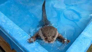 夏本番に向け新しくなったプールを紹介するカワウソ Otter introducing the newly renovated pool