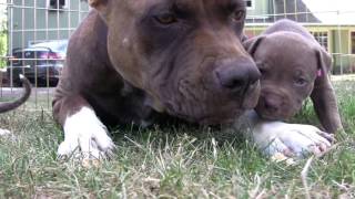 Щенки Питбультерьер(4 недели) их мама и кошка.Pit Bull Puppies.ピット·ブルの子犬.