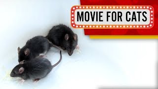 MOVIE FOR CATS - ? BLACK RATS 1 HOUR VERSION (ENTERTAINMENT VIDEOS FOR CATS TO WATCH)