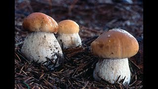 БЕЛЫЕ ГРИБЫ!Их тьма тьмущая,но неожиданная встреча ......