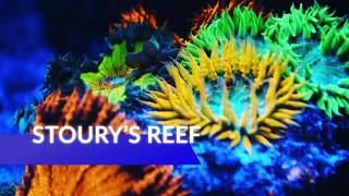 Stoury’s Reef - Flower Anemones for Sale