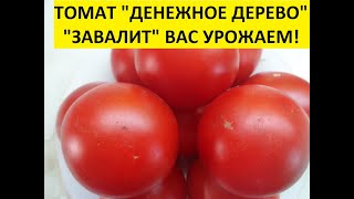 ТОМАТ ДЕНЕЖНОЕ ДЕРЕВО - УНИВЕРСАЛЬНЫЙ СОРТ - И ДЛЯ ЕДЫ, И ДЛЯ КОНСЕРВАЦИИ! 