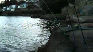 seguimos a las doradas