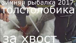 Зимняя рыбалка 2017.Трофейный толстолобик. РЖАКА.