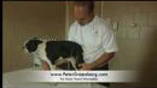 Truly Pet-Friendly Hotels