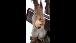 Больше месяца не видел Ловкой белки. И вот она объявилась / An old acquaintance. Nimble squirrel