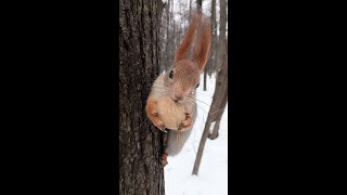 Длинноухий испугался / Long-eared got scared