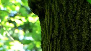 Большой пёстрый дятел (Dendrocopos major) у дупла