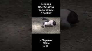  ЭкоПарк Харьков ч.64 / ПОРОСЯТА рано утром / 2018 г #shorts