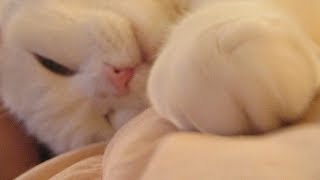Why cats knead with their paws