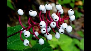 Khawvela Thlai Hlauhawm Ber Ber te (Most Dangerous Plants) ?!?!