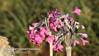 Растения Средней Азии / Plants of Central Asia