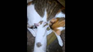 Sweety mom and  naughty son
