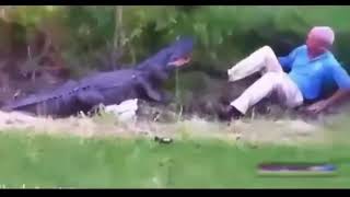 Нападения животных Трэш Жесть Мясо   VideoTrash