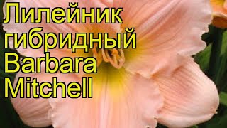Лилейник гибридный Барбара Митчелл. Краткий обзор, описание hemerocallis Barbara Mitchell
