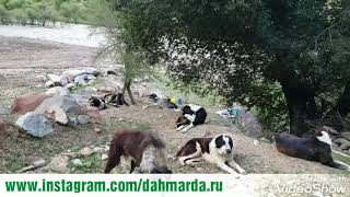 Нападение стаи саги дахмарда на собак проходящей отары