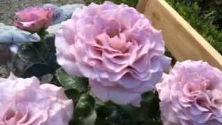 Rose 'Blue Girl' | Hybrid Tea (Fil Roses) - Sauvageot